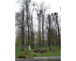 15 апреля 2008 г. Городской парк. Топпинг по-ртищевски. По плану год за годом работники парка срезают верхушки деревьев. Грачам присесть негде!...